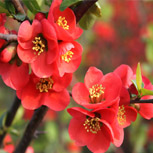 Fresh and quality pomegranate