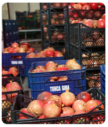 Tunca Gıda pomegranate syrup and sauces